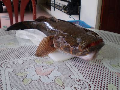 Ikan Tutut
