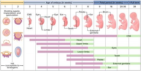 Periode neonatal