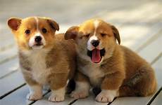 puppies cute so fanpop wallpaper puppy dogs dog cutest adorable pups cutie animals only why fofinhos baby cuteee some do