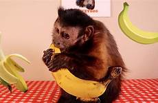 monkey banana loves