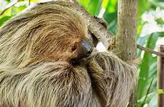 sloth didactylus choloepus linnaeus toed sloths endangered versteckt treehugger