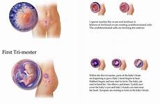 pregnancy fetal fetus throughout prenatal embarazo womb fertility develop visualization breastfeeding read ly newsilike