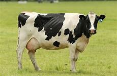 cow sapi vaca cows kumpulan jenis tornado dairy bobbel broek tallest glenwood ternak isso prévia biasanya kebun hasil