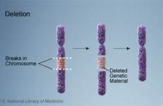 chromosomes genetic deletions chromosome sequencing changes dna extra
