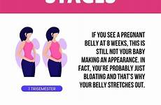stages pregnant