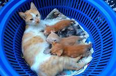breastfeeding kittens