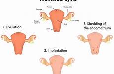 menstrual cramps menstruation during cervical mucus endometrium progesterone pregnancy cycle uterus phase luteal ovulation first happens symptoms pain effects female