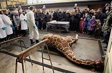 marius killing copenhagen giraffe dissection leeuwen nrc olesen hove polfoto
