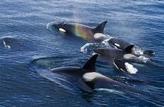 orcas orca killer whales alaska danita delimont orche fatti