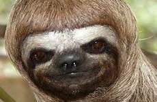 sloths sloth haircut smiling perezoso oso braces sid dyr cheezburger ing cadeau slaapmuts jajajaja gracioso