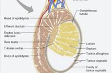 testes testis anatomy testicle testicular male diagram pain system notes normal testical epididymis scrotum biology tunica seminiferous cell human left