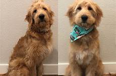 goldendoodle after haircut before month old haircuts grooming mini goldendoodles first dog grown choose board puppies