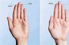 finger length sexuality do does fingers has homosexuality testosterone if