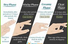 mucus cervical chart cycle period before stages ovulation after sticky fertile symptoms pill mini discharge types days during healthmd returning