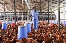 poultry farmers ghanaian entrepreneur farms coral entrepreneurship nigerian invests boosting rent prefer rockland nairametrics