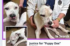 rep state tortured doe puppy dog patch stoughton passed backs paws senate act house grafton
