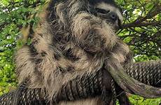 sloth throated toed variegatus bradypus zoochat ungulatenerd92