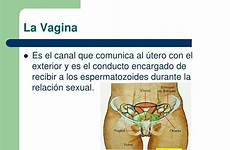 vagina femenino aparato reproductor