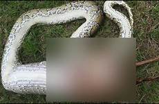 python deer outweighed tailed swallows meal setting record wqad wasting chronic arkansas confirms elk disease fish game