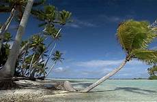 palm pacific animierte beaches paisajes polynesia palms dreamies frio chanfle