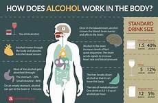 alcohol body drinking brain does affects work infographic elimination