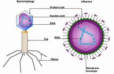 virus viruses structure virion