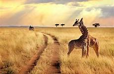 safaris afrique