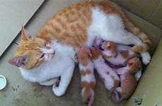 kittens cat nursing cats their do feeding mother breast her giving why worms mommy if when
