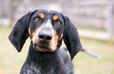 coonhound bluetick breed tango