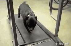 funny treadmill gif dog choose board gifs