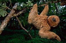 sloth sloths maned endangered bradypus torquatus toed vulnerable schafer takepart