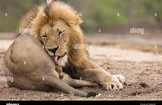 lion balls licking male its stock leo panthera alamy shopping cart