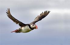 puffin flying iceland watching tour tours