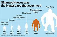 gigantopithecus apes kong compared gorilla orangutan prehistoric sasquatch bigfoot