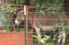 donkey man sex caught cctv accused having charged sneaking yard arrested siloam springs seducing carrots he express assault sexually farmer