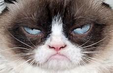 grumpy cat face cats meme french memes funniest template returns expressions grumpiest imgflip idioms leave