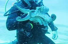 octopus diver scuba