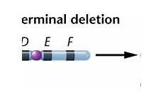 deletion chromosome terminal 15a mutations chapter