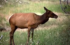 elk cow northern arizona calf poaching reported knau chewing public