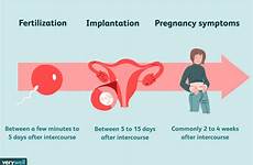 conception implantation pregnant ovulation occur fallopian stages signs verywell lying verywellfamily