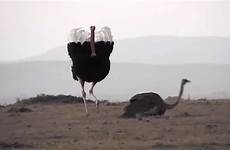 ostrich mating musically narrates gayageum laughingsquid