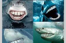 friendly grappige grappig sharks haha