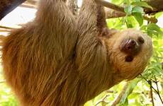 toed sloth sloths