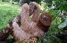 sloth survive maned toed torquatus bradypus armadillos osos pangolines hormigueros verwanten preguica mata hamsters