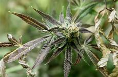 bud cannabis identifying treating growing