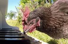 piano playing chicken
