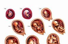 conception fetus fetal sperm