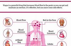 viagra effects body side penis blood flow cause healthline erection infographic drug effective