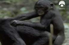 bonobo chimp aap ape chimpansee apes girls chimps dawn