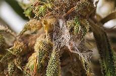 bud rot cannabis plants prevent deal generator ozone stop plant